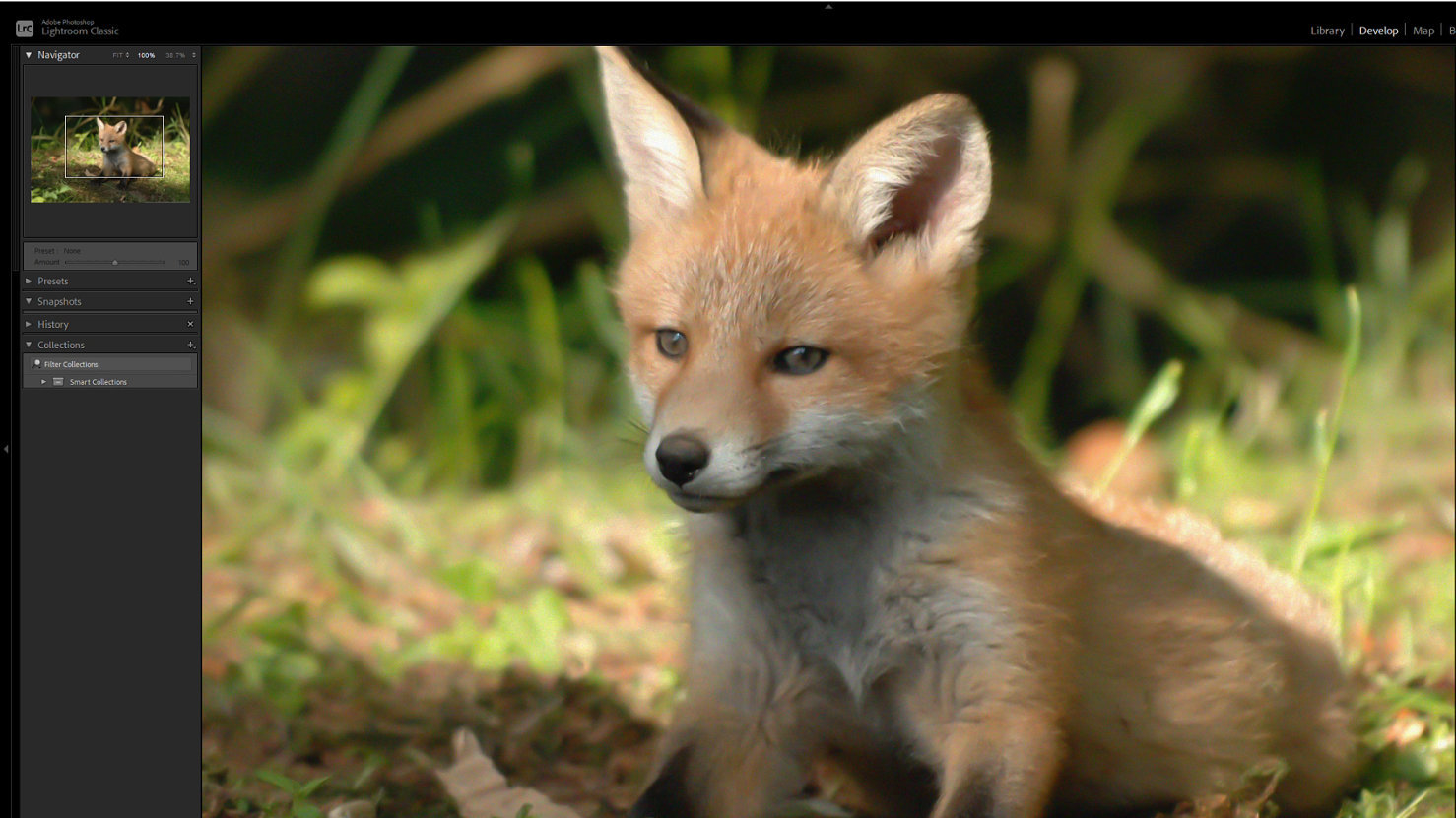 Grainy wildlife photo processed with Adobe Lightroom AI Denoise