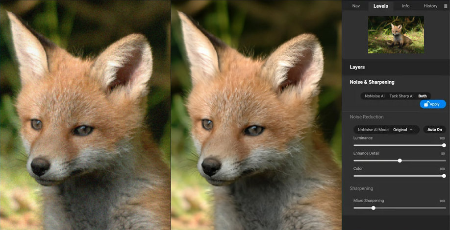 Grainy fox photo cleaned up with ON1 NoNoise AI