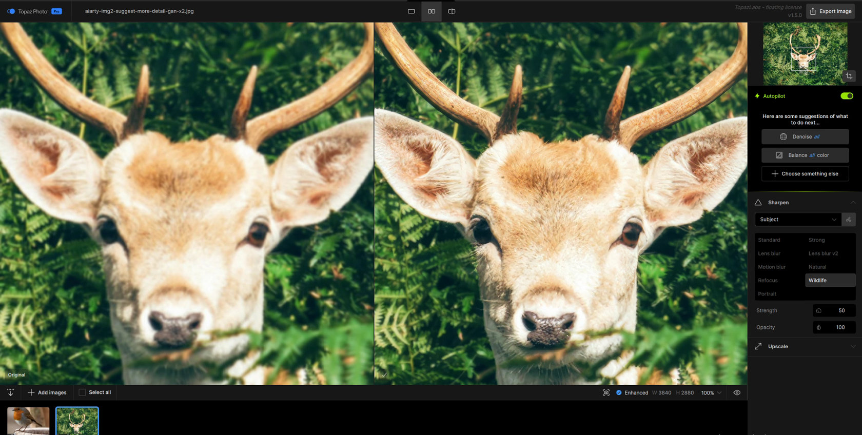 Soft wildlife photo sharpened with the Topaz Photo AI Wildlife model