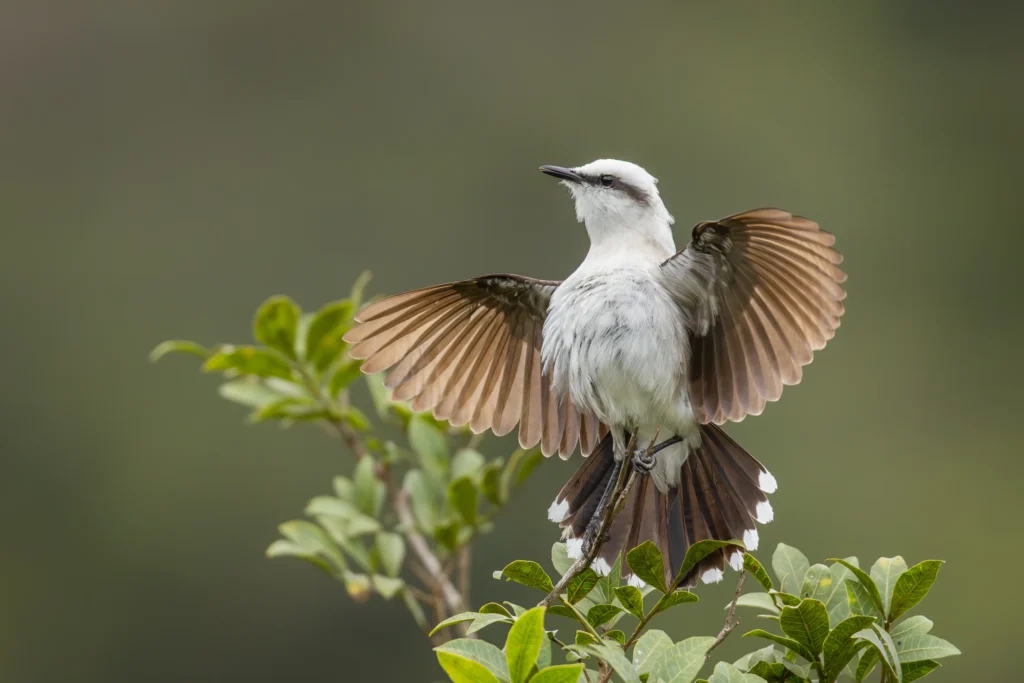 A photograph of a small bird by Carolien Hoek.