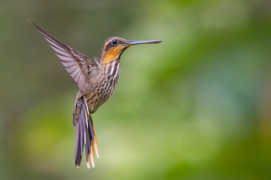 An image of a hummingbird in mid-flight by Carolien Hoek.