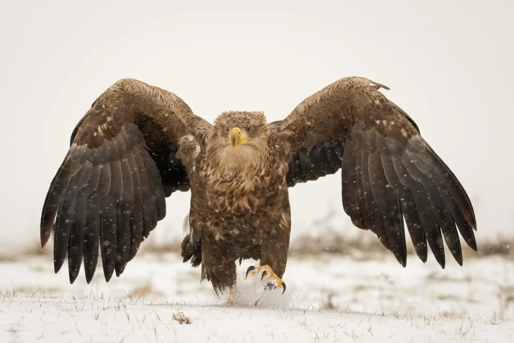 An image of a bird of prey photographed by Carolien Hoek.