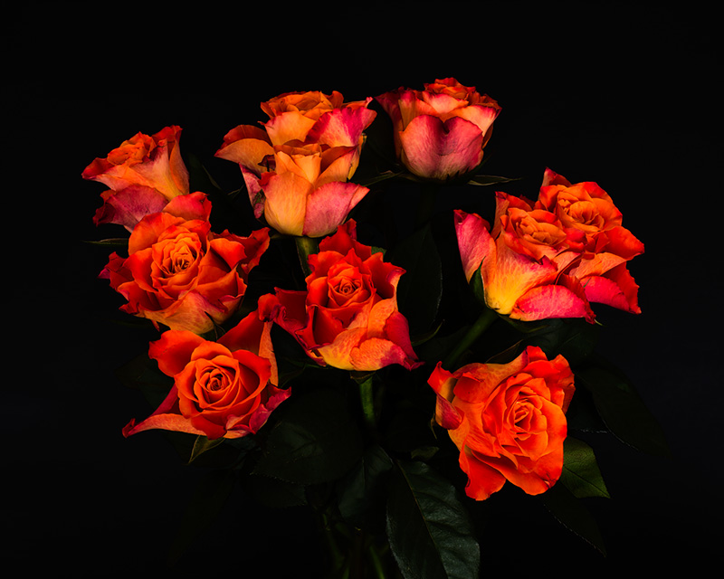 A photo of some roses used in an essay to compare it to the Horsehead Nebula by Mark James Ford.