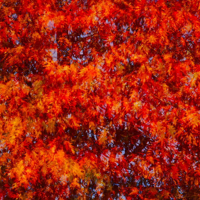A long exposure image of some fire red leaves by Mark James Ford.