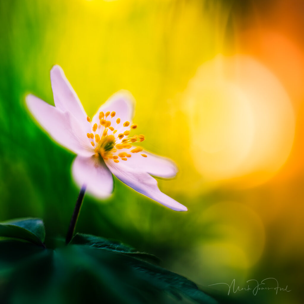 A macro photo of a flower by Mark James Ford.